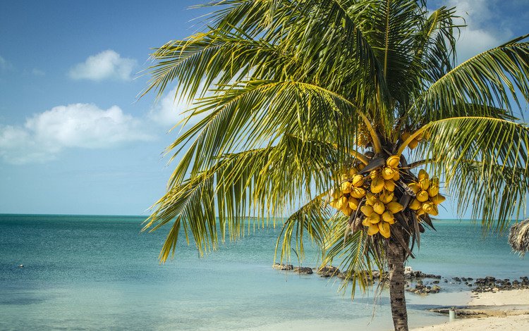 пейзаж, море, пальма, лонг-айленд, багамские острова, landscape, sea, palma, long island, bahamas