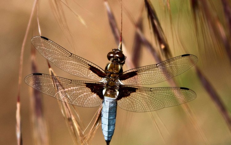 глаза, трава, насекомое, крылья, стрекоза, колоски, eyes, grass, insect, wings, dragonfly, spikelets