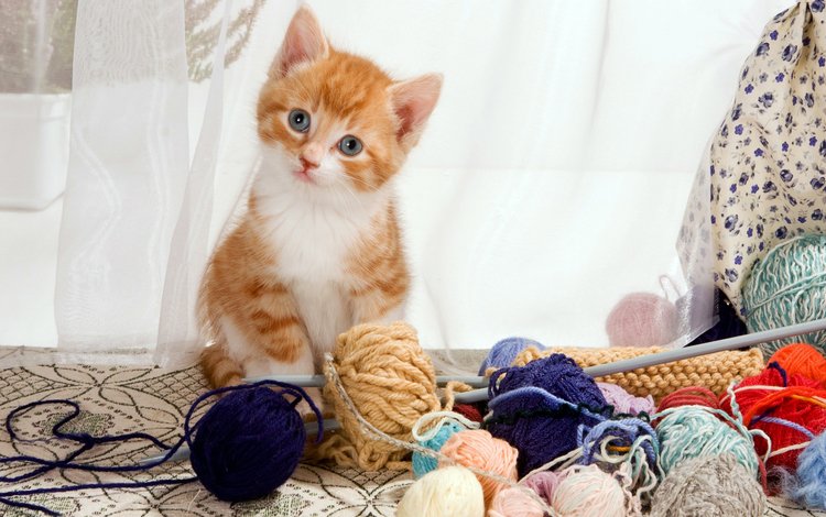 кошка, котенок, рыжий котенок, пряжа, cat, kitty, ginger kitten, yarn
