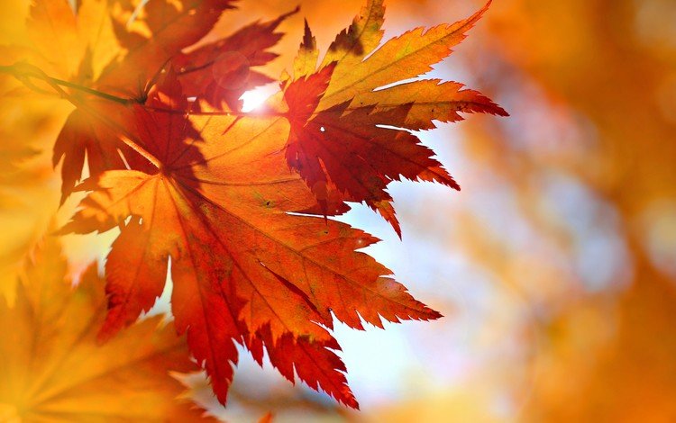 листья, осень, клен, опадают, осен, багрянец,  листья, leaves, autumn, maple, fall, the crimson
