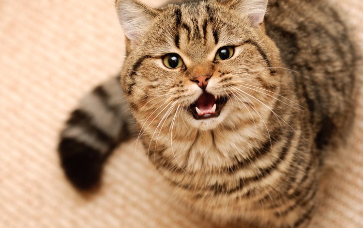 кошка, короткошерстная, британская, британская короткошерстная, cat, shorthair, british, british shorthair