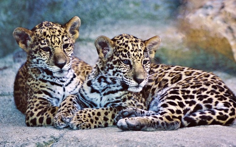 животные, хищники, ягуа́р, ягуары, animals, predators, jaguar, jaguars