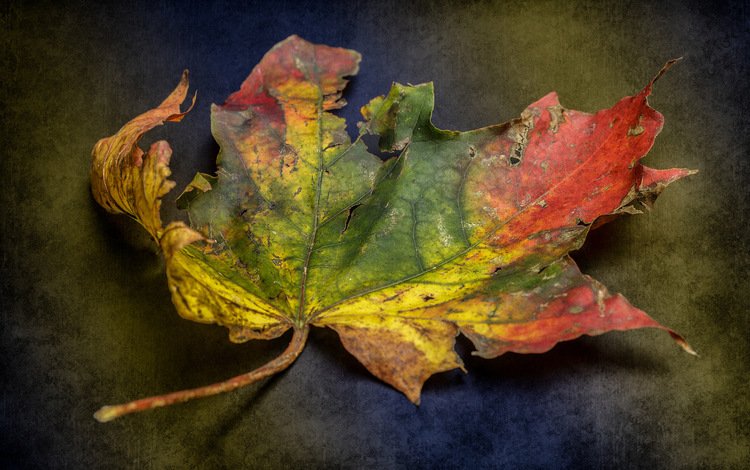 природа, фон, осень, лист, етекстура, colour, decay, nature, background, autumn, sheet, texture