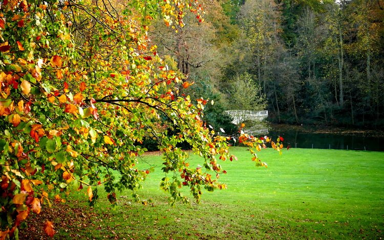 деревья, пейзаж, поле, мост, лондон, осень, hampstead heath, trees, landscape, field, bridge, london, autumn