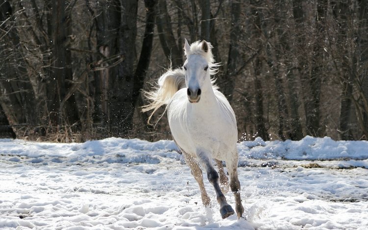 лошадь, деревья, снег, зима, конь, белая, скачет, horse, trees, snow, winter, white, jump