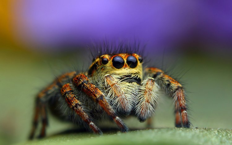 глаза, насекомое, паук, лапки, паук-скакунчик, джампер, паук-скакун, eyes, insect, spider, legs, spider-skakuny, jumper, spider-racer
