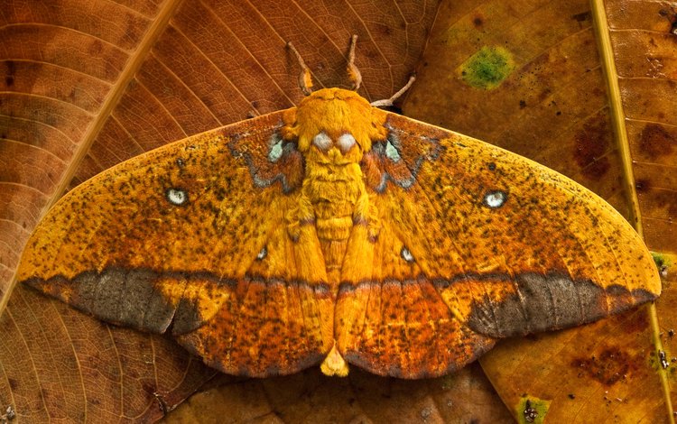 листья, бабочка, крылья, saturniid moth, yasuni national park, эквадор, leaves, butterfly, wings, ecuador