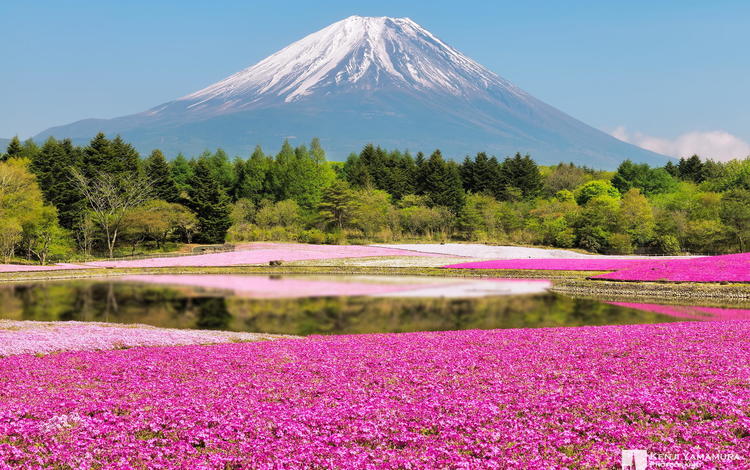 цветы, лес, гора, япония, фотограф, фудзи, kenji yamamura, flowers, forest, mountain, japan, photographer, fuji