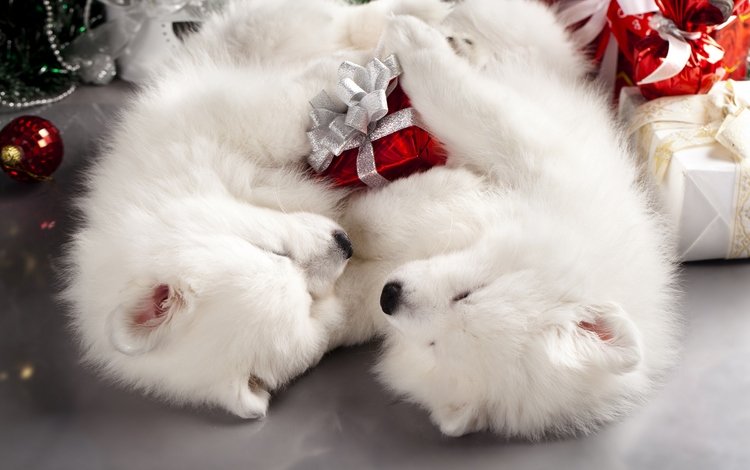 новый год, праздник, подарки, рождество, пол, двое, собаки, пара, коробки, белые, мило, спят, самоед, щенки, два, new year, holiday, gifts, christmas, floor, dogs, pair, box, white, cute, sleep, samoyed, puppies, two