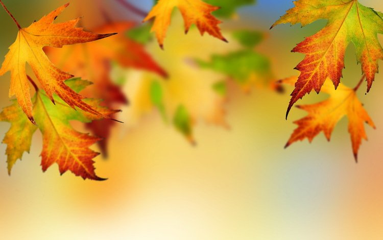 листья, осень, клен, опадают, осен,  листья, leaves, autumn, maple, fall