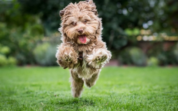настроение, собака, радость, прыжок, бег, лужайка, терьер, mood, dog, joy, jump, running, lawn, terrier