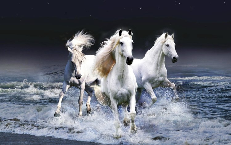 вода, волны, лошади, кони, бег, красавцы, water, wave, horse, horses, running, handsome