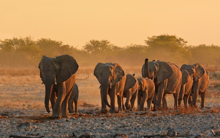 природа, африка, уши, слоны, хобот, бивни, nature, africa, ears, elephants, trunk, tusks