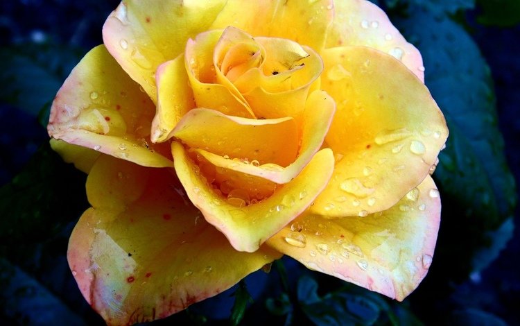 капли, роза, жёлтая, drops, rose, yellow