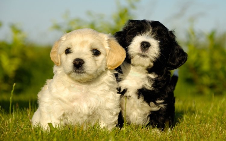 трава, милые, лето, белый, пара, щенки, два, чёрно-белый, двое, собаки, dogs, grass, cute, summer, white, pair, puppies, two, black and white