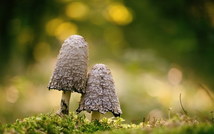 природа, фон, грибы, nature, background, mushrooms