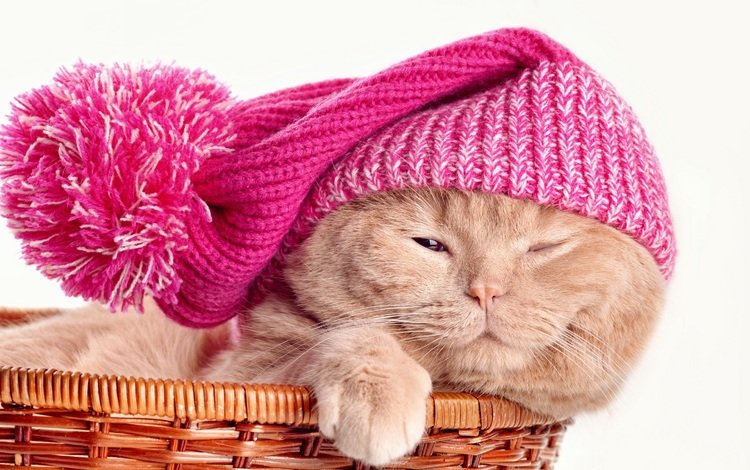 кот, кошка, шапка, корзинка, скоттиш-фолд, шотландская вислоухая кошка, cat, hat, basket, scottish fold, scottish fold cat