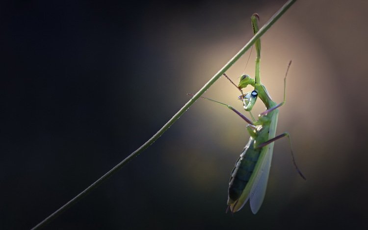 жук, макро, богомол, висит, травинка, beetle, macro, mantis, hanging, a blade of grass