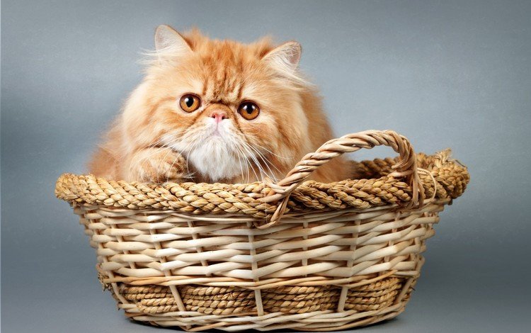кот, мордочка, кошка, взгляд, корзина, cat, muzzle, look, basket