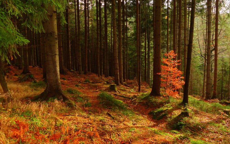 деревья, природа, лес, осень, trees, nature, forest, autumn