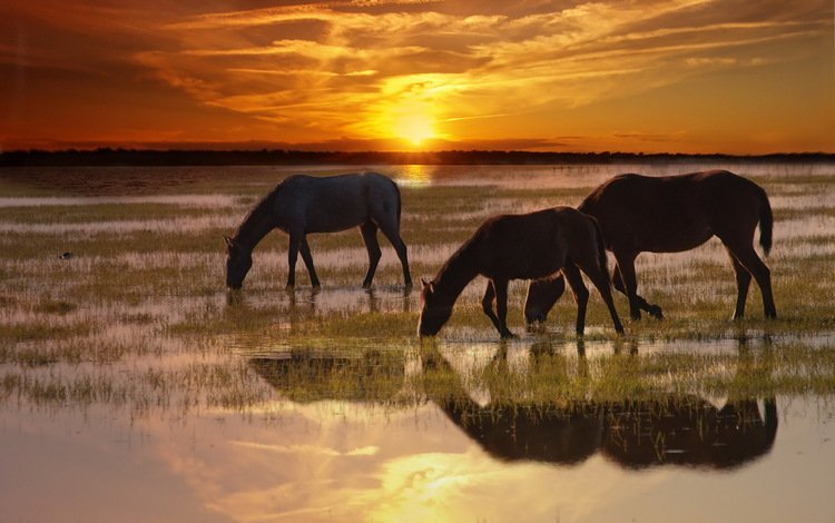 природа, закат, лошади, кони, nature, sunset, horse, horses