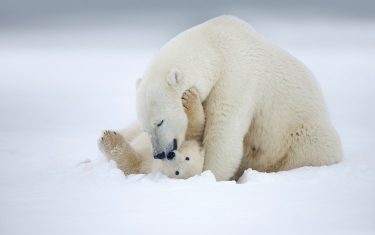 снег, детеныш, зима, медвежонок, материнство, полярный медведь, медведица, медведь, белый, любовь, медведи, аляска, snow, cub, winter, motherhood, polar bear, bear, white, love, bears, alaska