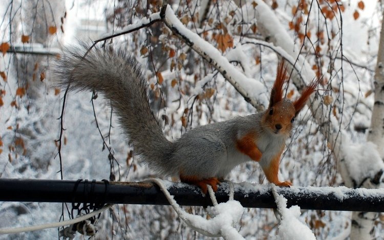 снег, зима, животные, белки, ветками, squirrels, филиалы, животно е, snow, winter, animals, proteins, branches