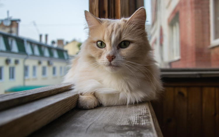 кот, шерсть, взгляд, окно, cat, wool, look, window
