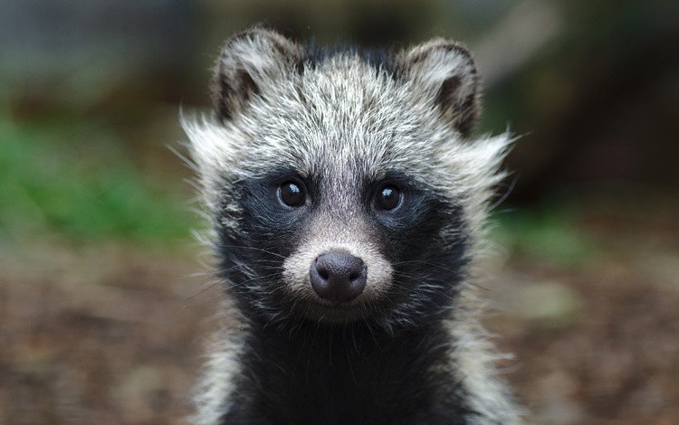 мордочка, взгляд, животное, уши, малыш, енот, muzzle, look, animal, ears, baby, raccoon