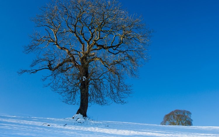 небо, снег, дерево, зима, пейзаж, the sky, snow, tree, winter, landscape