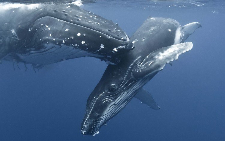 океан, киты, подводный мир, горбатые киты, the ocean, whales, underwater world, humpback whales