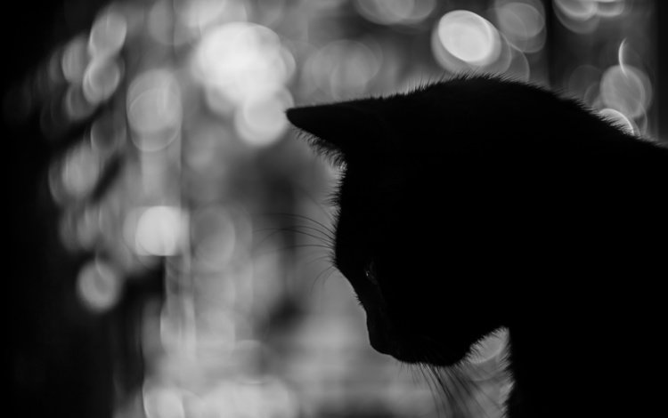 фон, кот, усы, чёрно-белое, силуэт, background, cat, mustache, black and white, silhouette