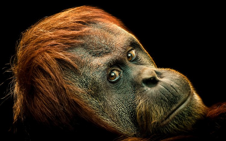 морда, взгляд, обезьяна, примат, орангутанг, орангутан, ape, primate, face, look, monkey, the primacy of, orangutan