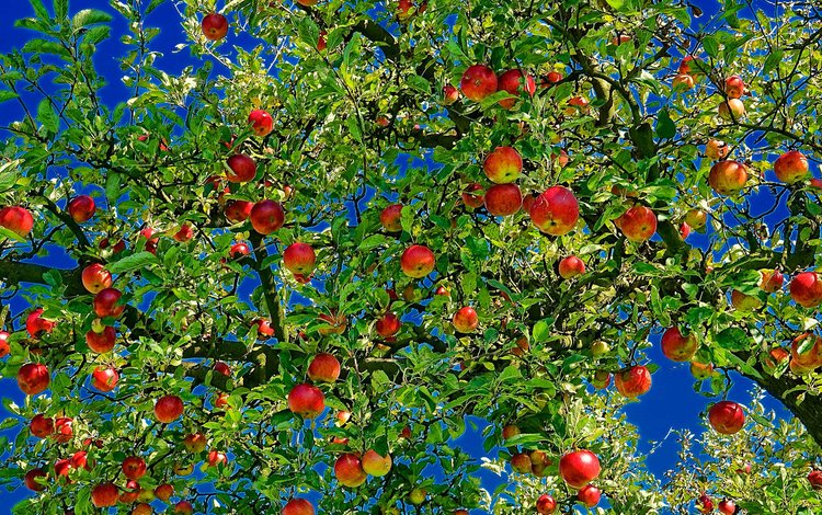 природа, листья, ветви, яблоки, плоды, яблоня, nature, leaves, branch, apples, fruit, apple