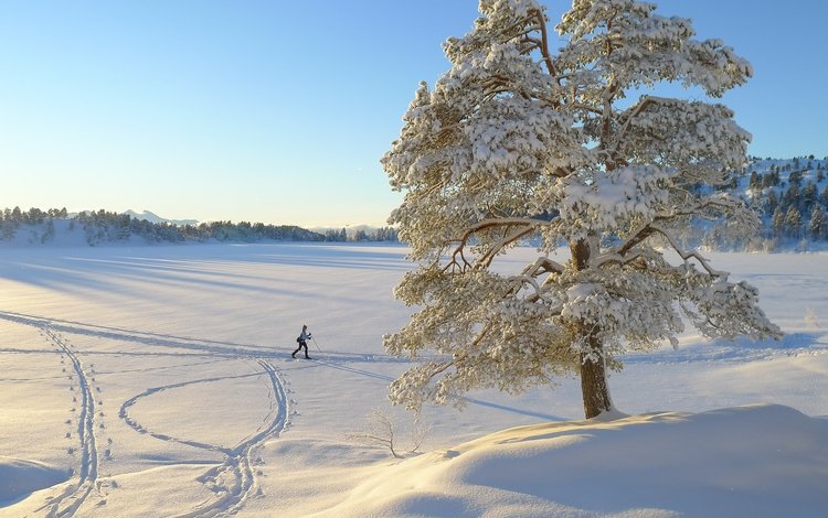 дерево, зима, пейзаж, одинокое, лыжница, tree, winter, landscape, alone, skier
