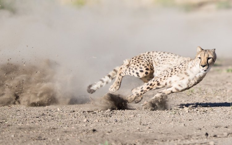 кошка, бег, гепард, cat, running, cheetah