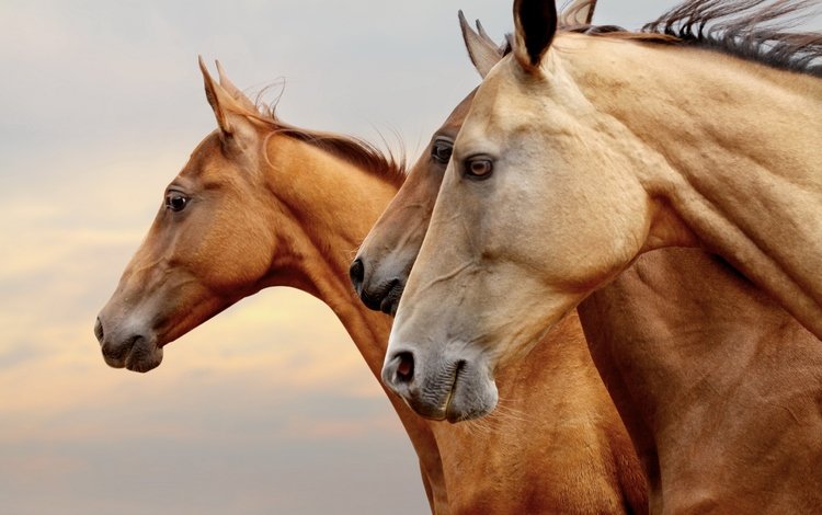глаза, тройка, рыжие, портрет, профиль, лошади, кони, три, коричневые, морды, eyes, red, portrait, profile, horse, horses, three, brown, muzzle