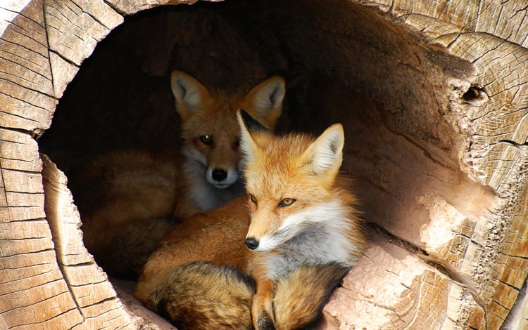 ствол, жилье, бревно, лисицы, лисы, укрытие, trunk, housing, log, foxes, fox, shelter