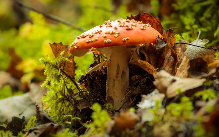 природа, осень, гриб, мухомор, nature, autumn, mushroom