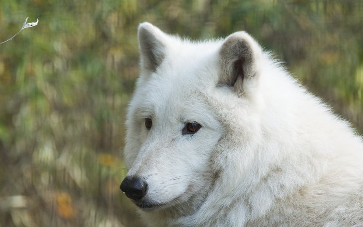 морда, портрет, волк, белый волк, face, portrait, wolf, white wolf