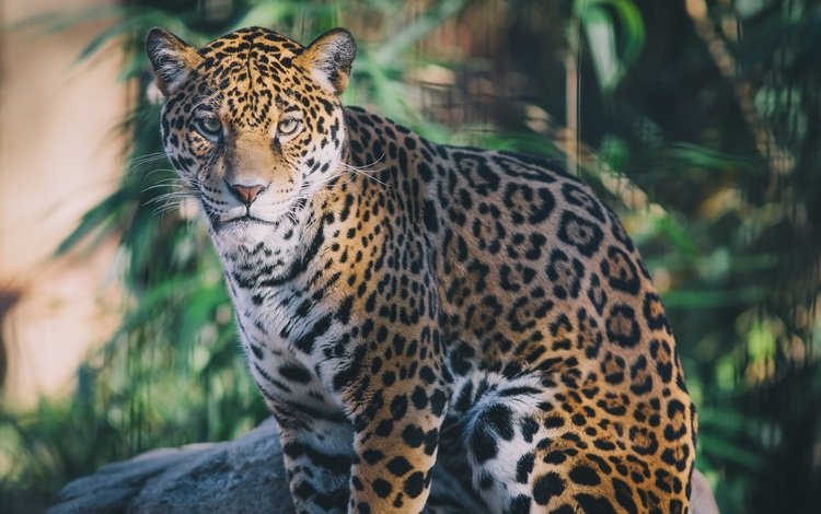 морда, хищник, сидит, ягуар, дикая кошка, face, predator, sitting, jaguar, wild cat