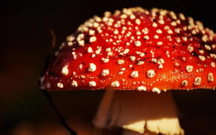 природа, фон, гриб, мухомор, крупным планом, nature, background, mushroom, closeup