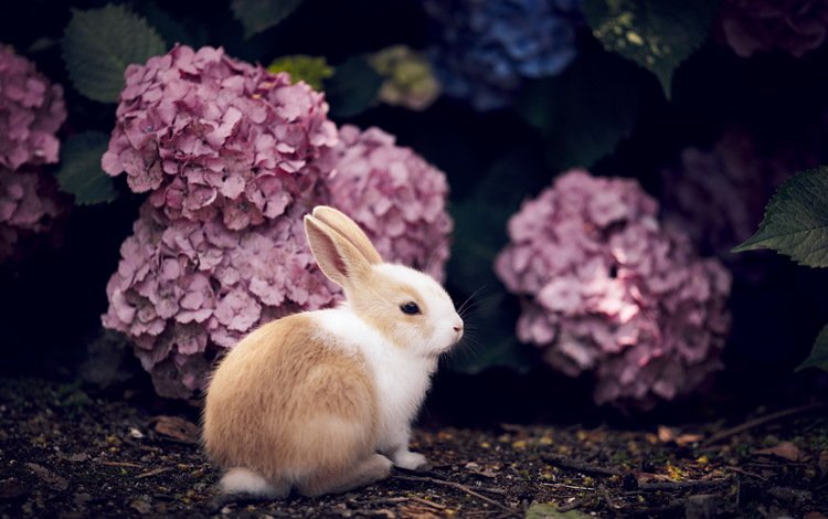 цветы, кролик, животное, гортензия, flowers, rabbit, animal, hydrangea