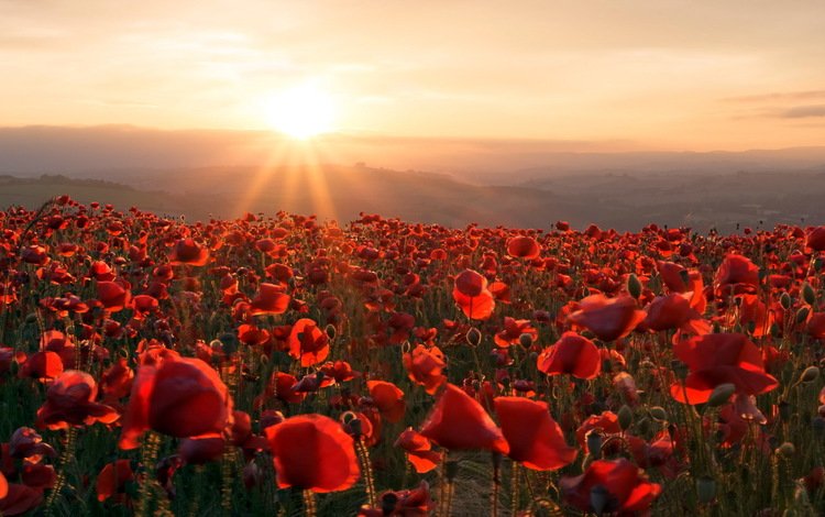 цветы, горы, солнце, закат, поле, маки, flowers, mountains, the sun, sunset, field, maki