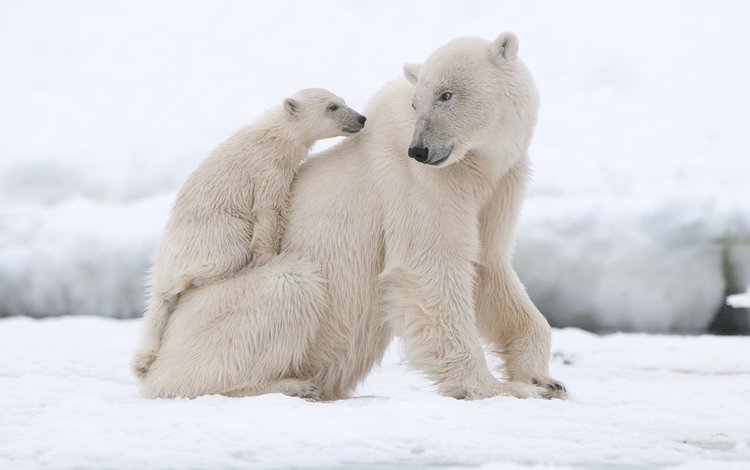 животные, полярный медведь, медведи, белый медведь, animals, polar bear, bears