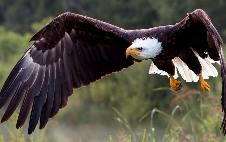 природа, крылья, хищник, птица, белоголовый орлан, хищная птица, nature, wings, predator, bird, bald eagle, bird of prey