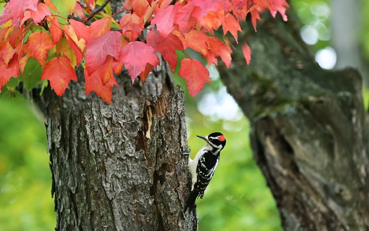 дерево, осень, птица, дятел, tree, autumn, bird, woodpecker
