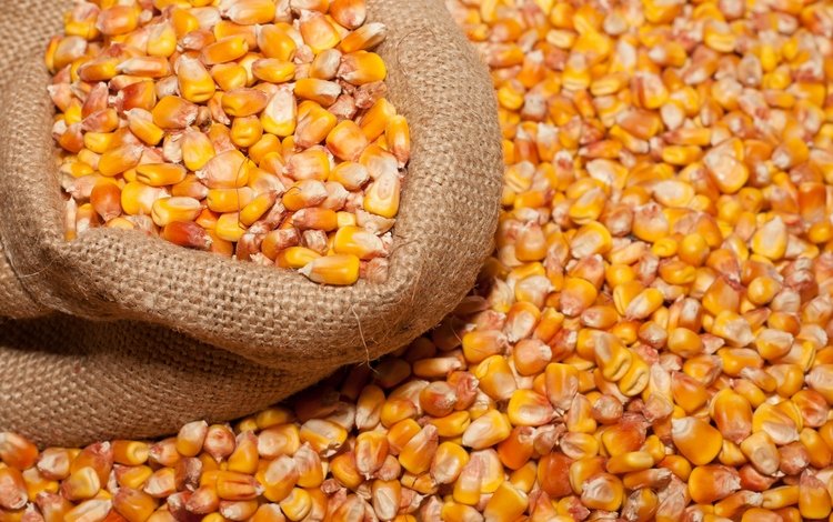 мешок, кукуруза, зерно, бобы, bag, corn, grain, beans