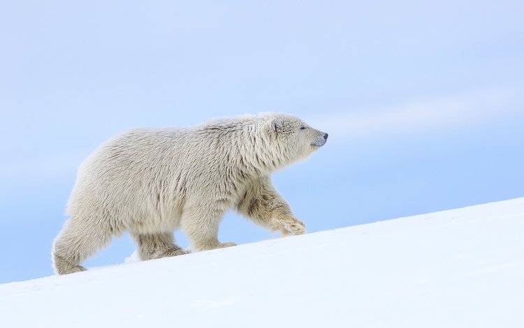 снег, полярный медведь, медведь, белый медведь, аляска, snow, polar bear, bear, alaska