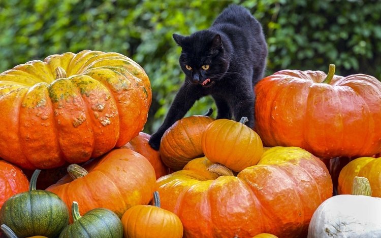 фон, кот, черный, тыквы, background, cat, black, pumpkin